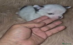 Chihuahua perros en venta: Chihuahua mini-toy ruso - Imagen 8