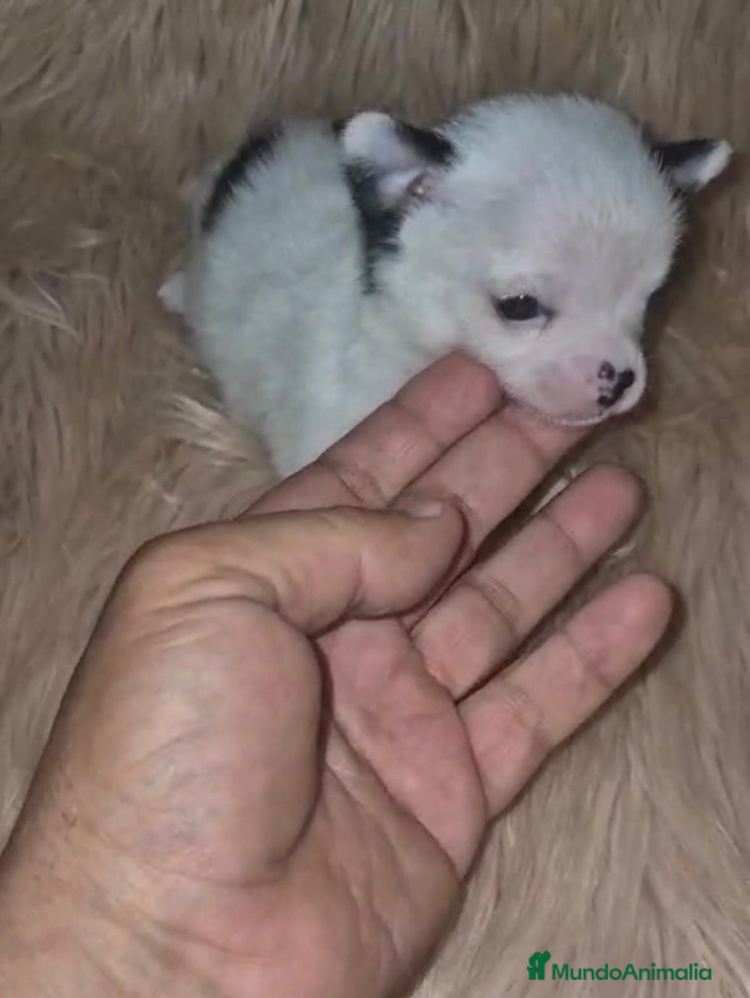 Chihuahua perros en venta: Chihuahua mini-toy ruso - Imagen 8