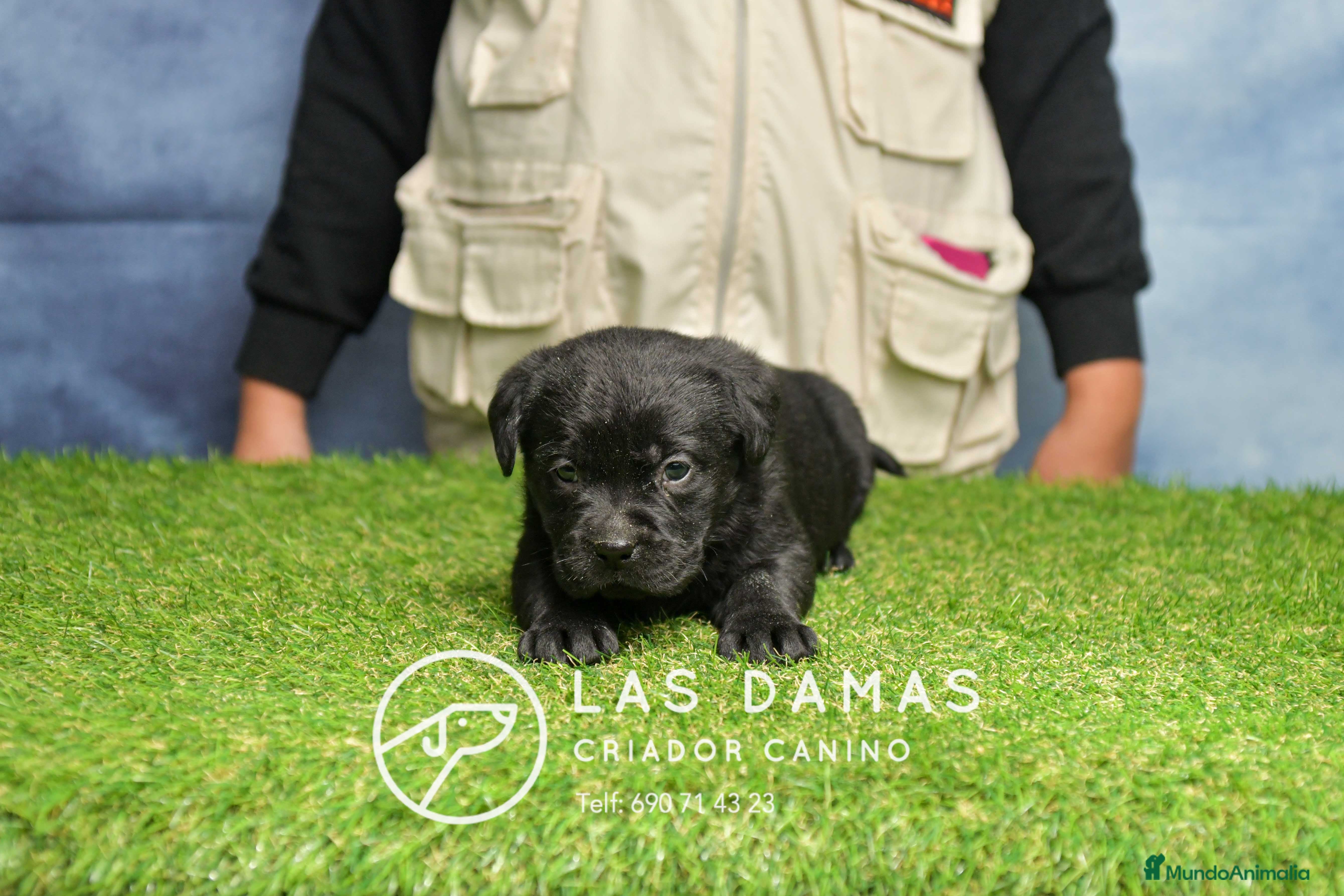 Labrador Retriever perros Hembra de labrador negro - Anuncio 2