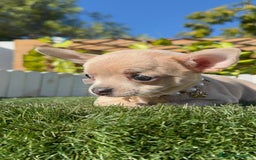 Chihuahua perros en venta: CHIHUAHUA HEMBRA - Anuncio 6