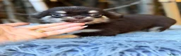 Chihuahua perros en venta: Chihuahua chocolate - Anuncio 1