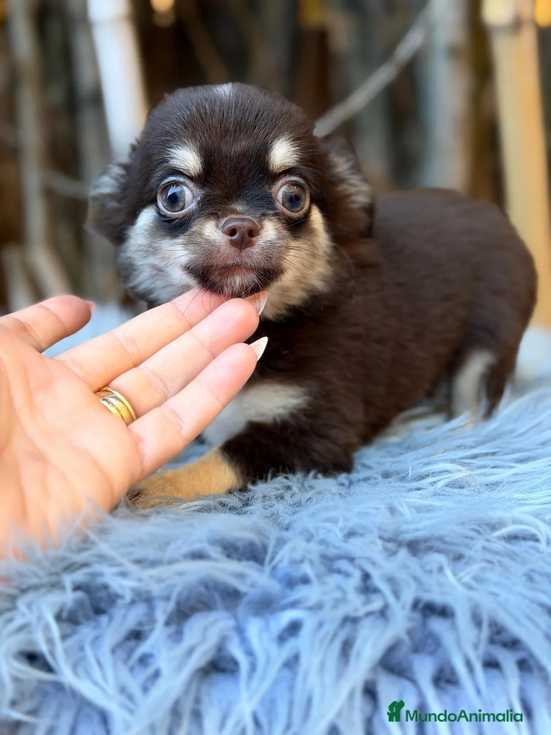 Chihuahua perros en venta: Chihuahua chocolate - Anuncio 1