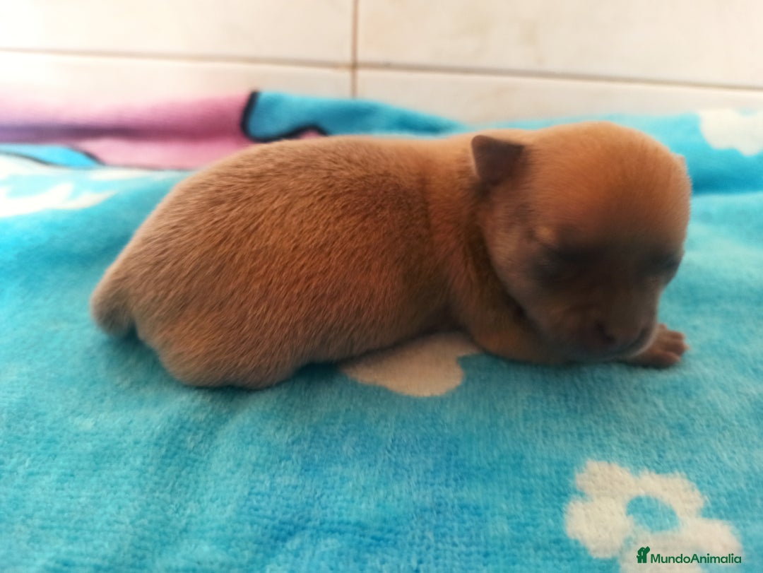 Chihuahua perros en venta: CJIHUAHUAS - Anuncio 8