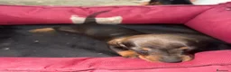Teckel perros en venta: Teckel Machos y hembras de calidad  - Anuncio 6