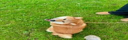 Shiba Inu perros en venta: SHIBA INU PONTEVEDRA - Anuncio 2