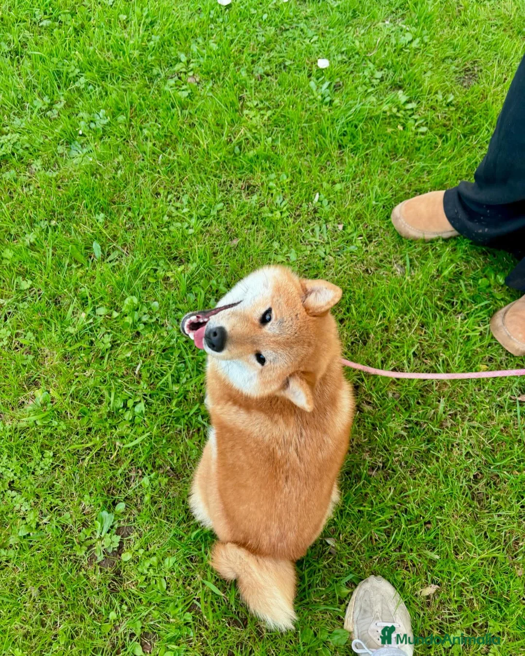 Shiba Inu perros en venta: SHIBA INU PONTEVEDRA - Anuncio 2