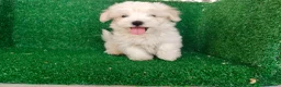 Bichón Maltés perros en venta: Bichón maltés  - Anuncio 11