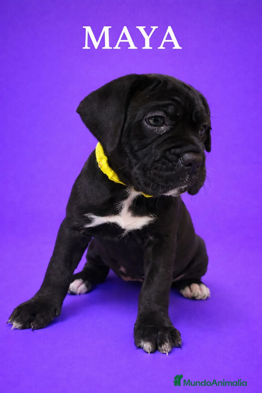 Cane Corso perros en venta: Cane corso  - Anuncio 5