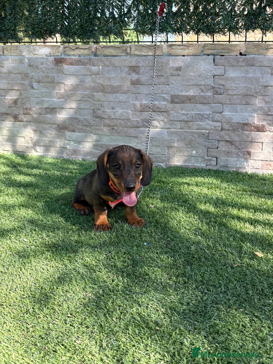 Teckel perros en venta: Teckel cachorro macho  - Imagen 4