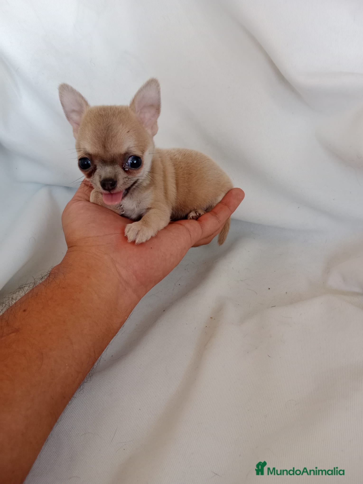 Chihuahua perros en venta: PRECIOSOS CHIHUAHUA RUSO Y ASIÁTICO - Anuncio 10