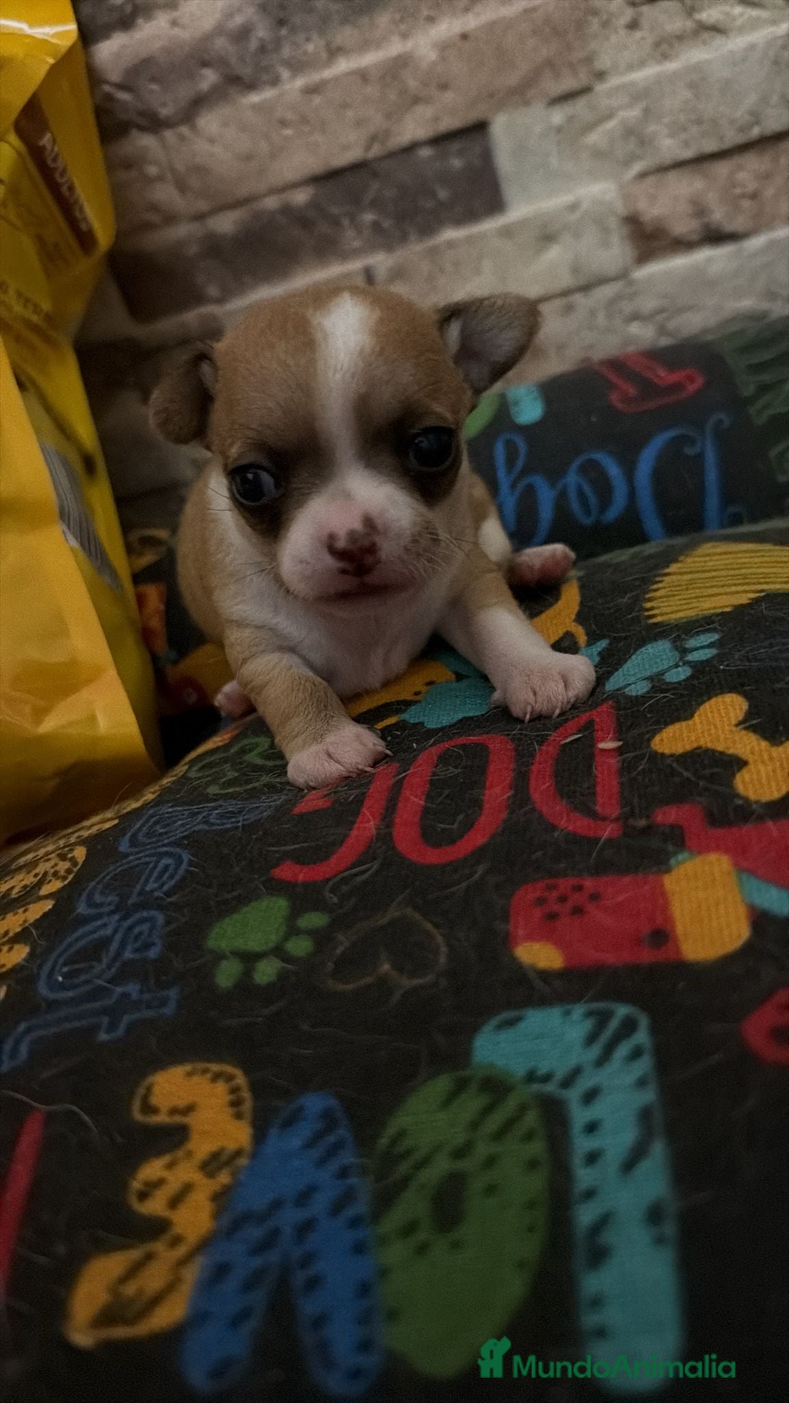 Chihuahua perros Chihuahua toy  - Anuncio 1