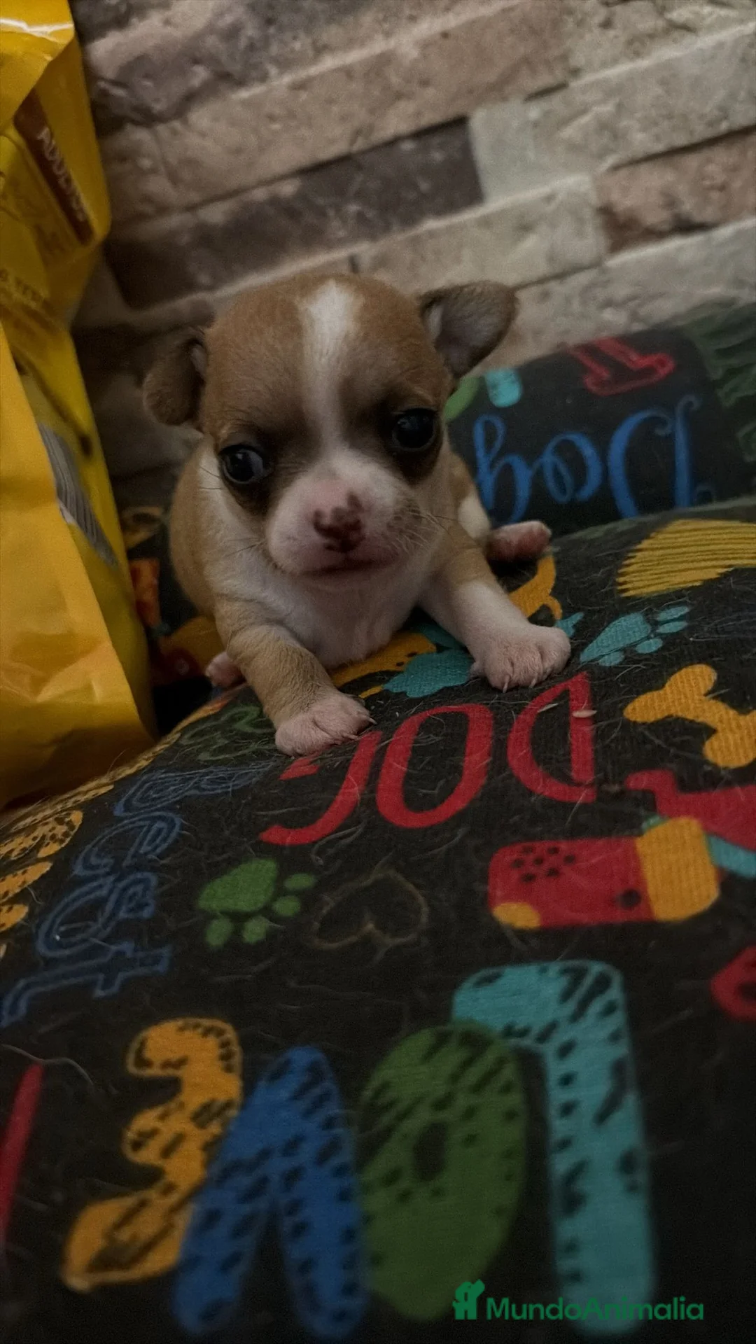 Chihuahua perros en venta: Chihuahua toy  - Anuncio 1