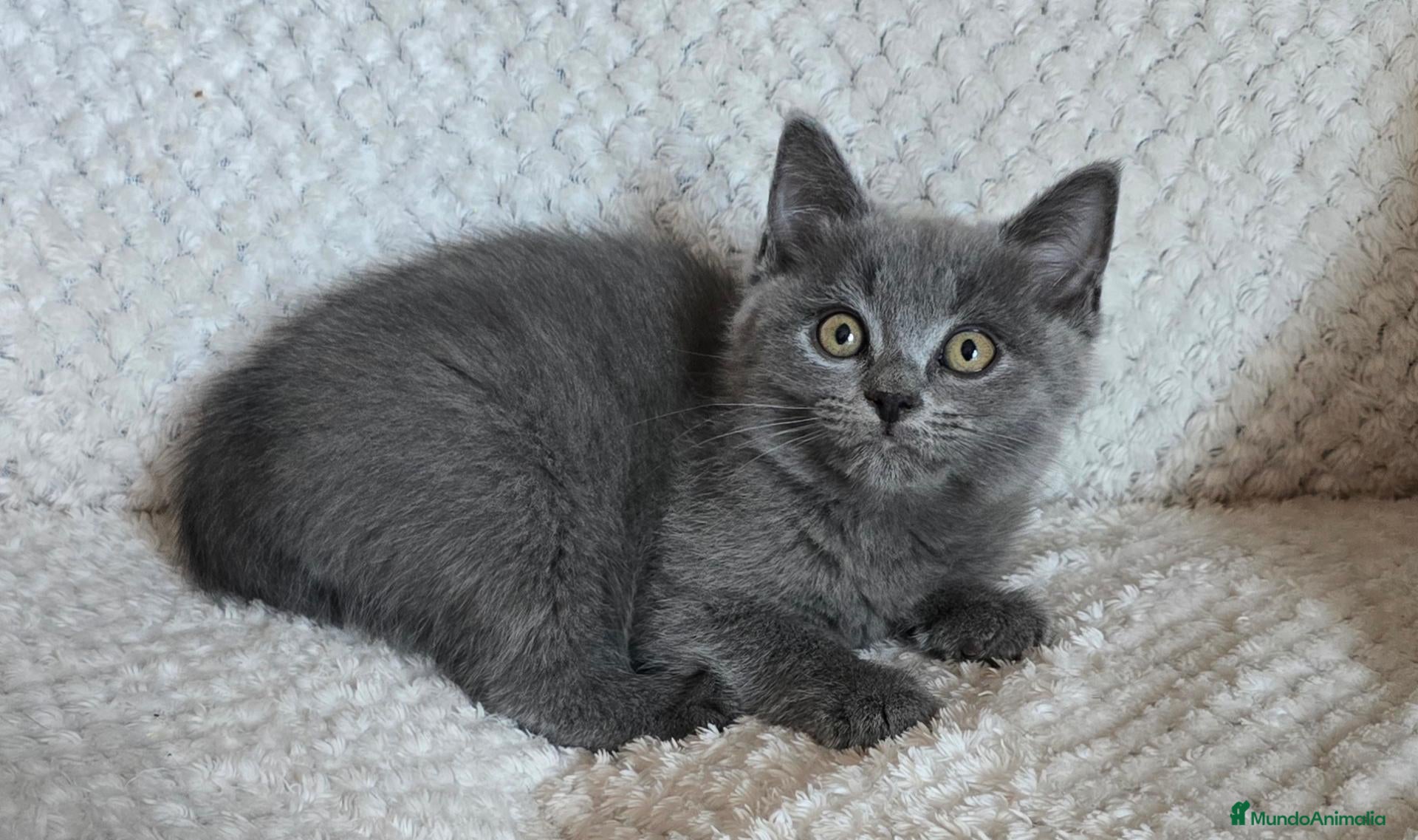 Británico de Pelo Corto gatos en venta: Gatcot.com - Anuncio 1