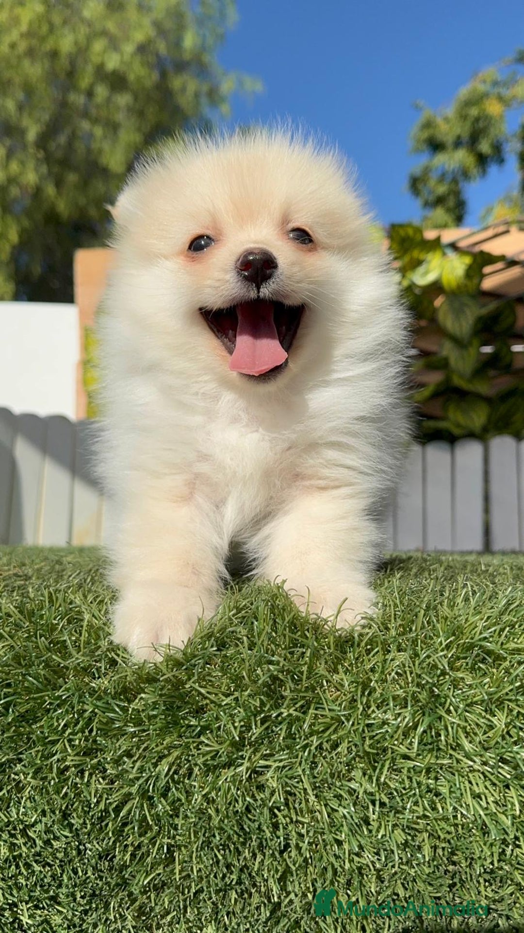 Pomerania perros en venta: POMERANIA - Imagen 13