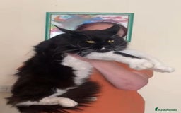 Maine Coon gatos en venta: Gatitos de Maine Coon  - Imagen 1