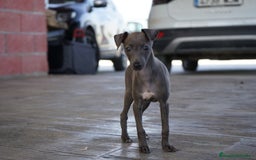 Pequeño Lebrel Italiano perros en venta: 🌙 Sirius y Selena – Elegancia silver-blue 🐾 - Imagen 7