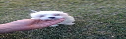 Bichón Maltés perros en venta: Bichón Maltés Machos y Hembras - Anuncio 2