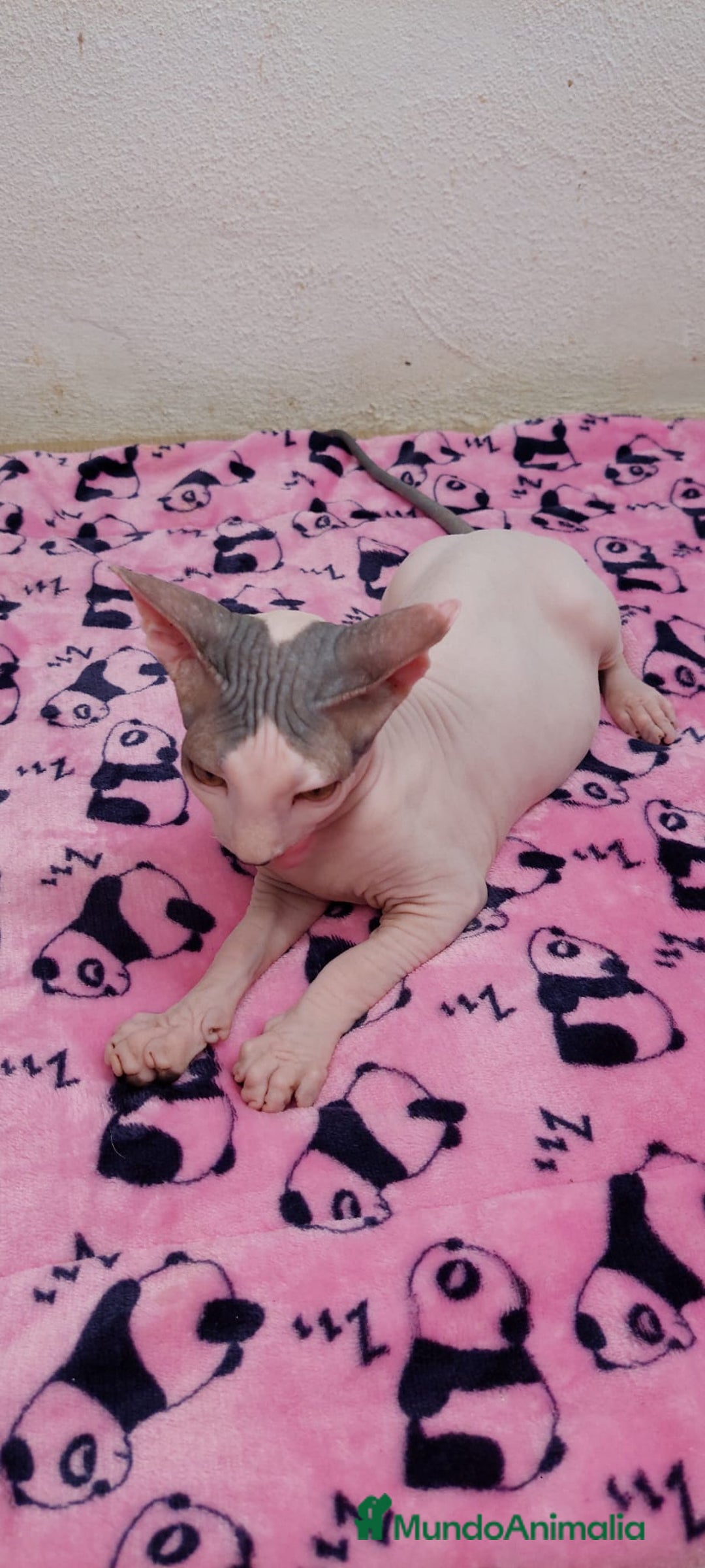 Sphynx gatos en venta: Machito  - Imagen 9