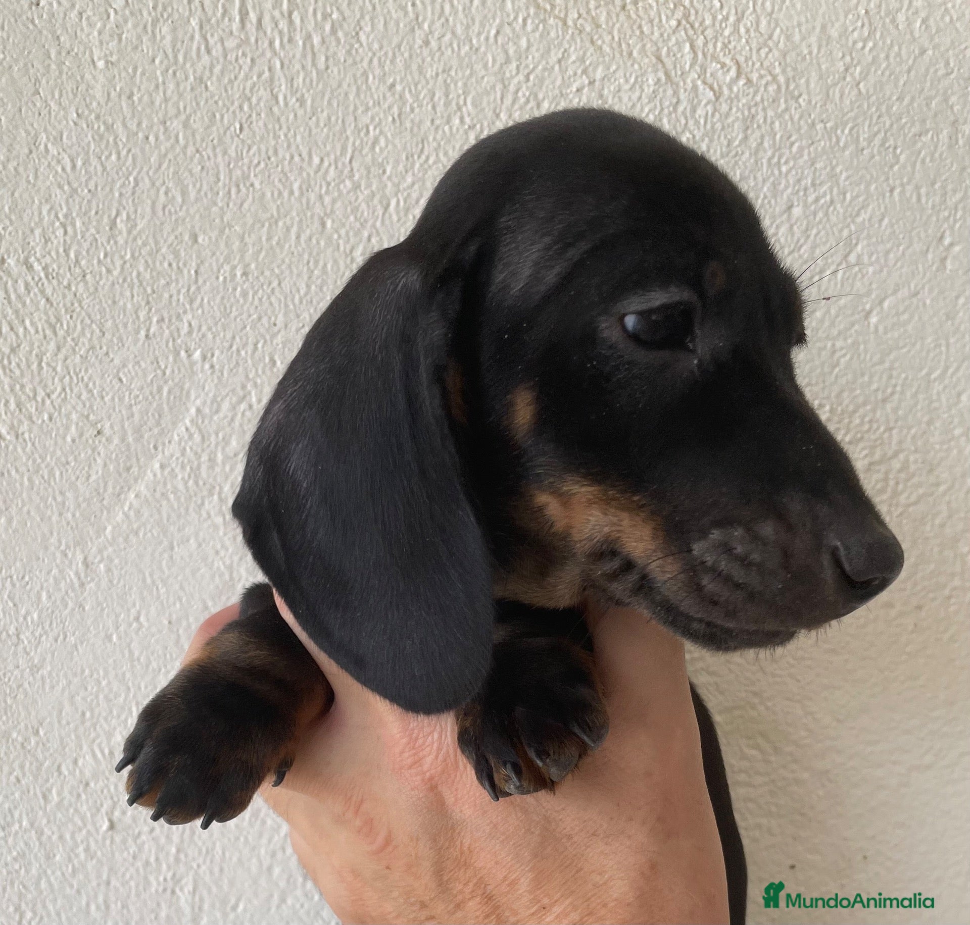Teckel Miniatura perros Teckel kaninchen  - Anuncio 2