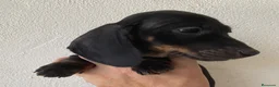 Teckel Miniatura perros en venta: Teckel kaninchen  - Anuncio 1