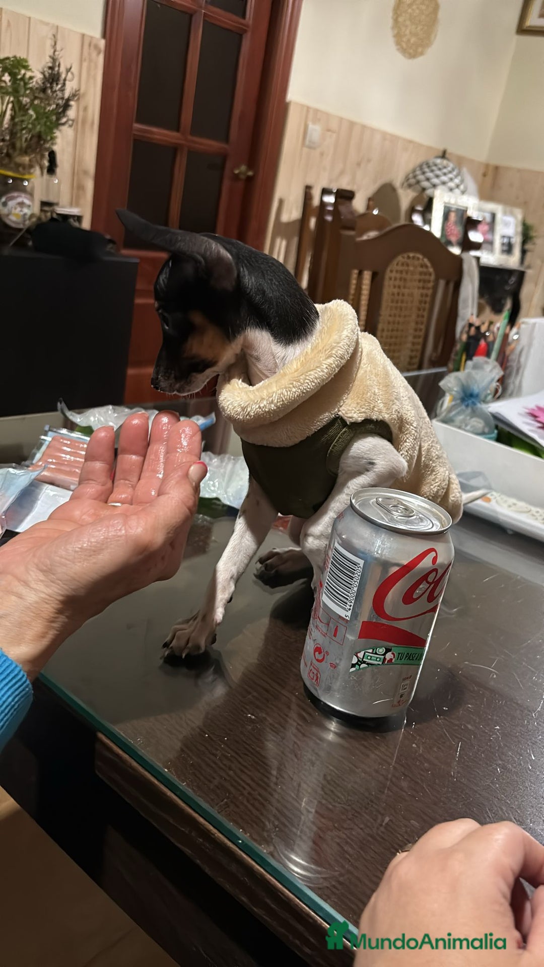 Gos Rater Valencià perros en venta: Último ratonero Valenciaano / murciano - Anuncio 3