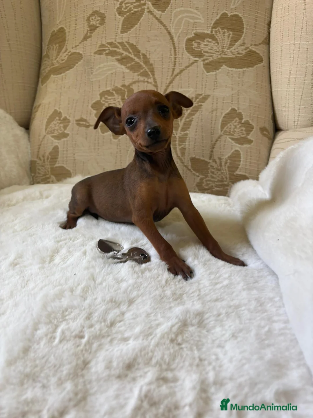 Pinscher Miniatura perros en venta: Pinscher Miniatura cachorro hembra  - Anuncio 25