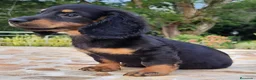 Teckel Miniatura perros en venta: teckel listos para entregar  - Anuncio 5