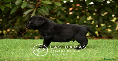 Labrador Retriever perros - Anuncio 6