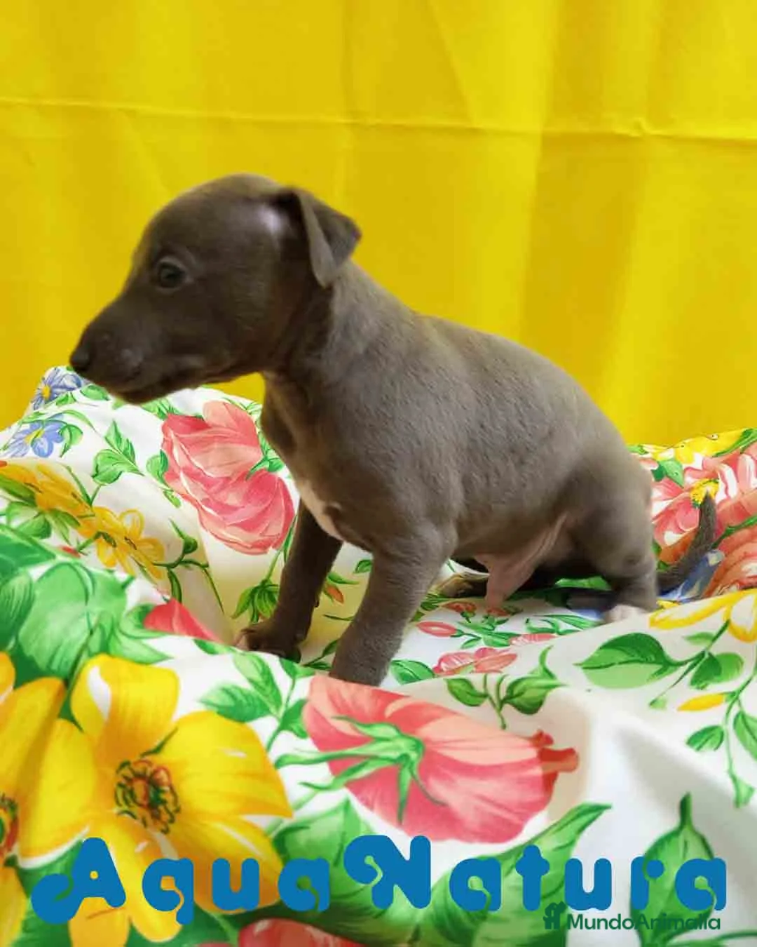 Pequeño Lebrel Italiano perros en venta: Lebrel Italiano Macho 1751 AQUANATURA - Anuncio 6