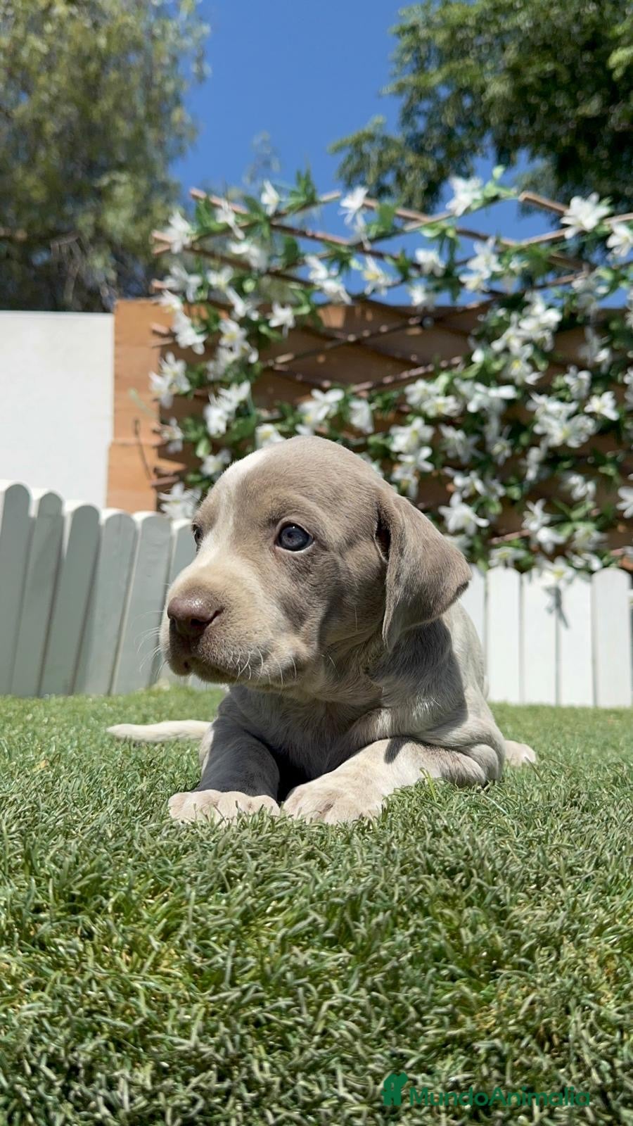 Braco Alemán de Pelo Corto perros en venta: BRACO ALEMAN - Anuncio 8