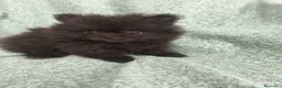 Pomerania perros en venta: Pomerania Toy - Anuncio 6