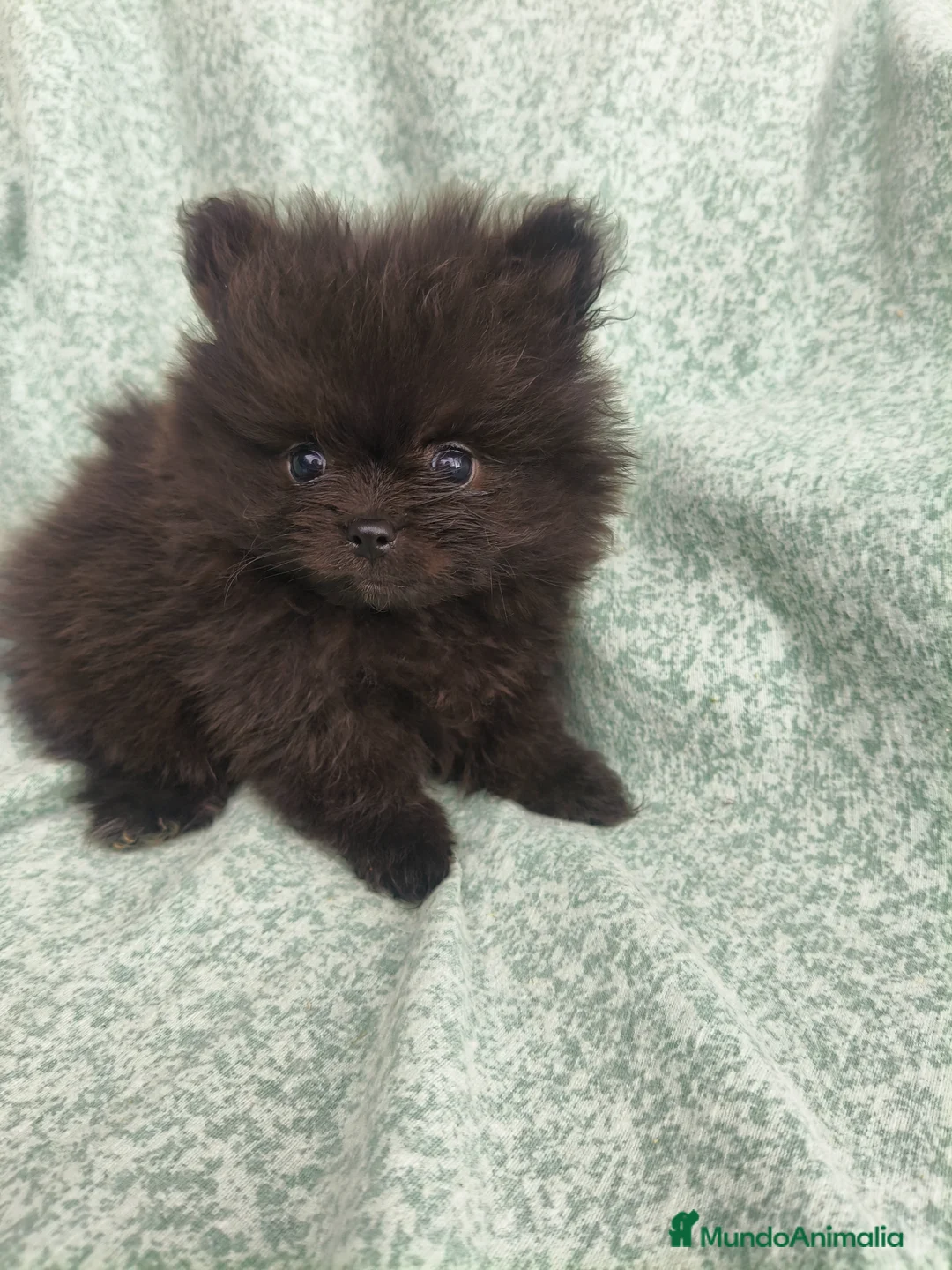 Pomerania perros en venta: Pomerania Toy - Anuncio 6