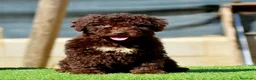 Perro de Agua Español perros en venta: CAMADA PERRO DE AGUA ESPAÑOL - Anuncio 18