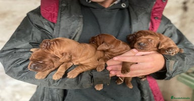 Setter Irlandés Rojo perros Setter irlandés rojo - Anuncio 3