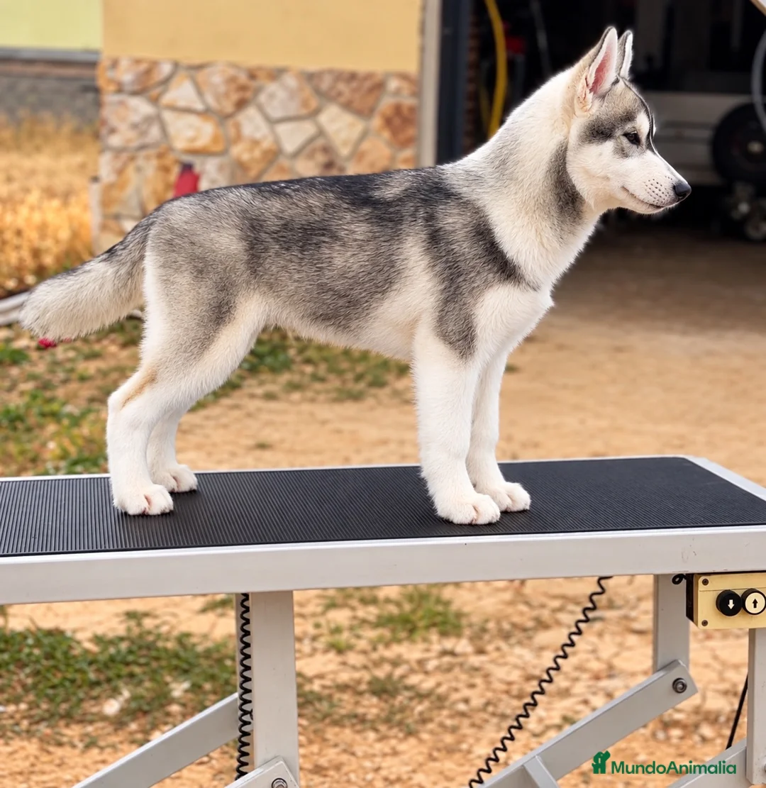 Husky Siberiano perros en venta: Precioso cachorro de husky siberiano - Anuncio 1