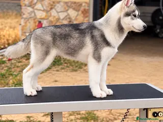 Husky Siberiano perros Precioso cachorro de husky siberiano - Anuncio 1