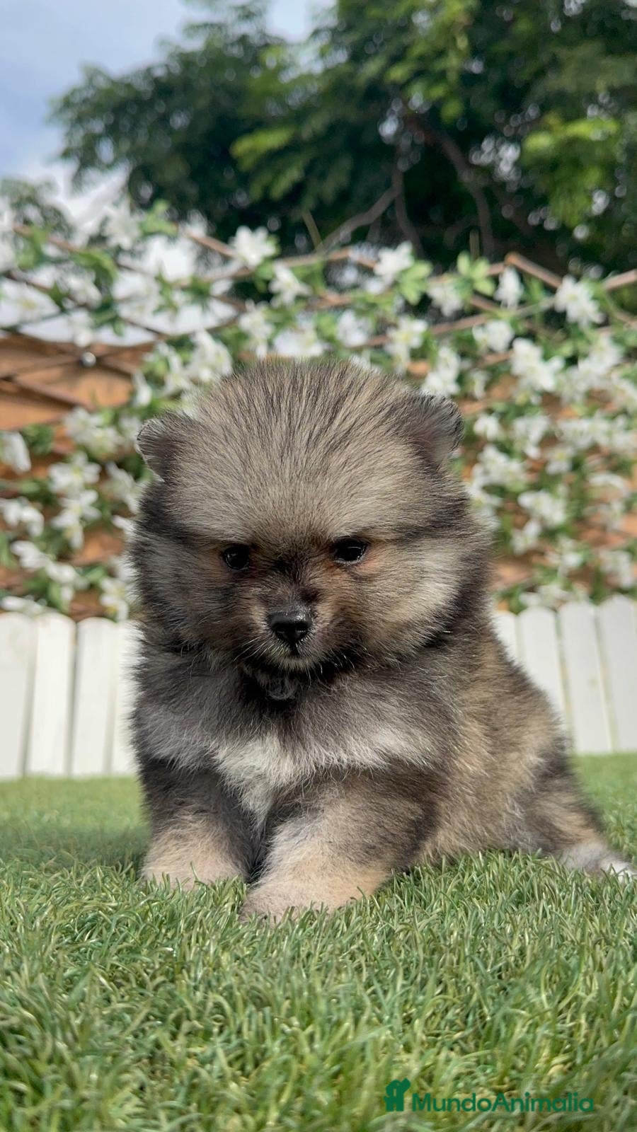 Pomerania perros POMERANIA - Anuncio 1