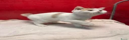 Británico de Pelo Corto gatos en venta: Soy Keko!!  - Anuncio 8