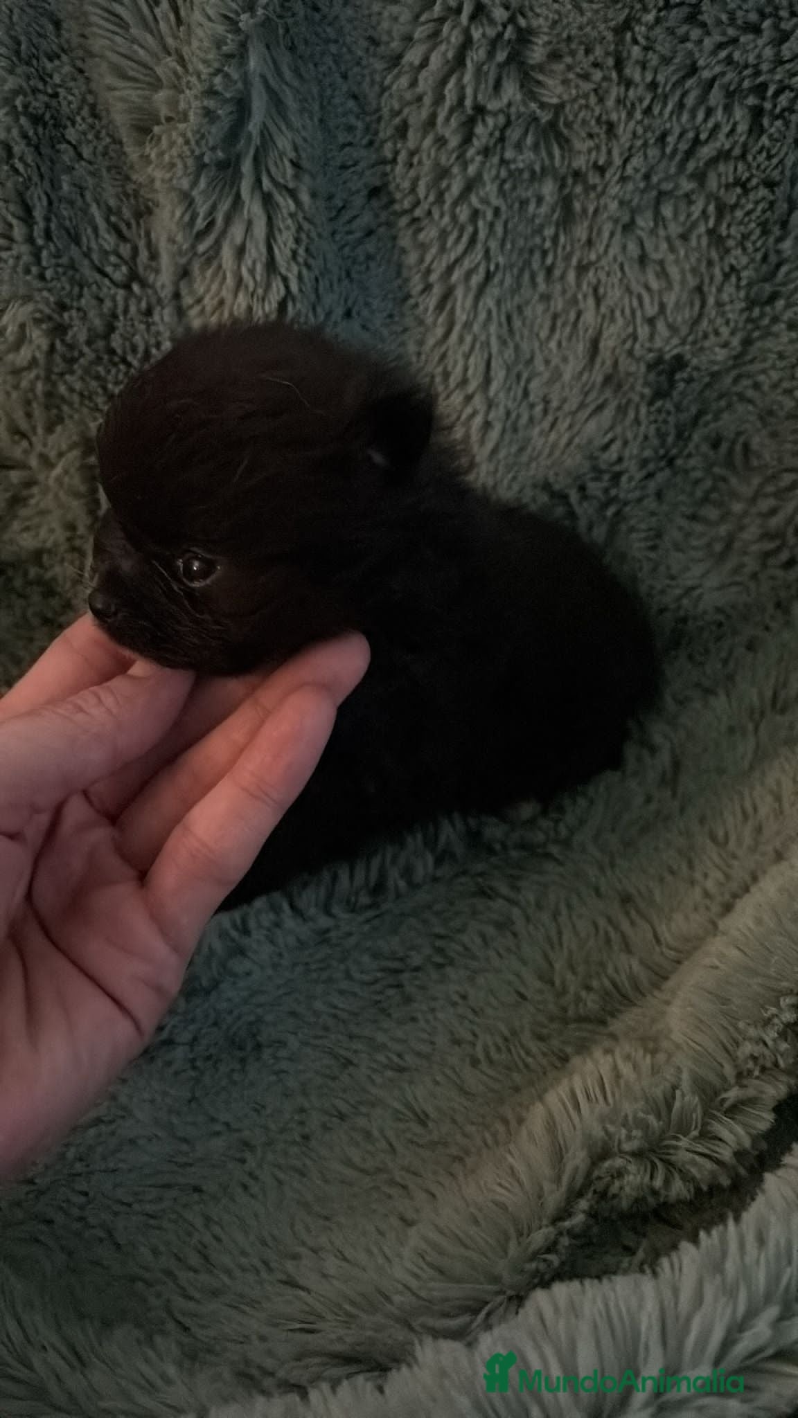 Pomerania perros Lulu pomerania micro  - Anuncio 4