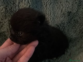 Pomerania perros Lulu pomerania micro - Anuncio 5