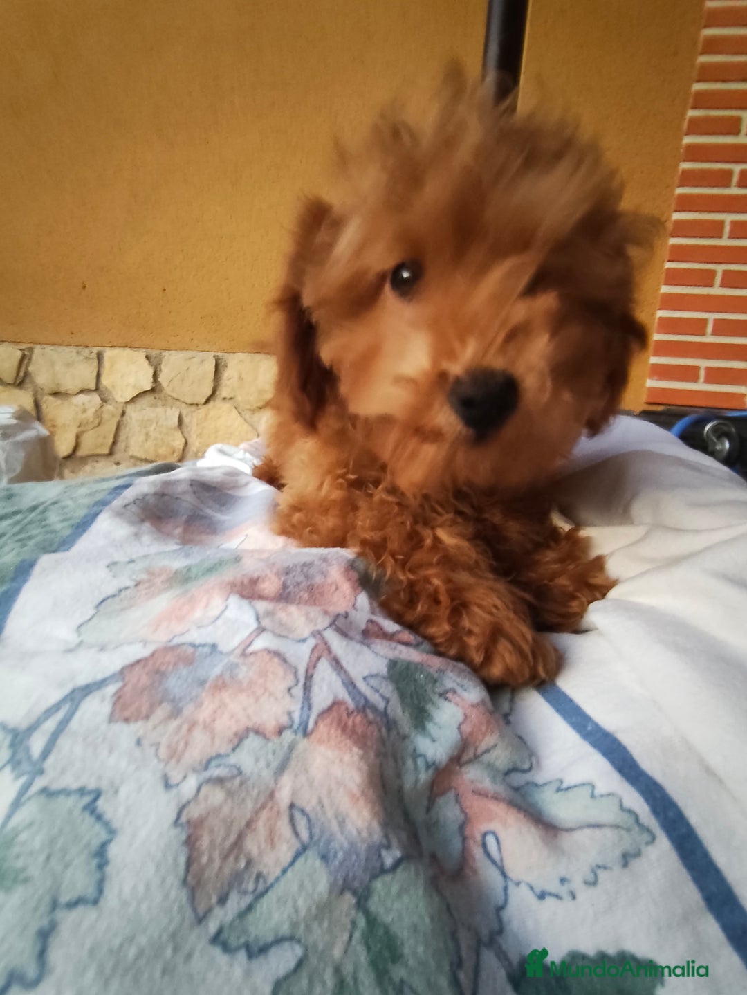 Caniche Toy perros en venta: Macho disponible - Imagen 3