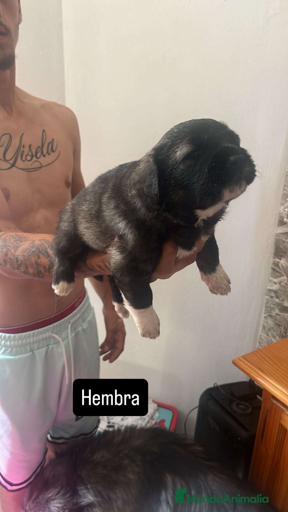 Pastor del Cáucaso perros en venta: Camada completa Pastor del Cáucaso  - Anuncio 4