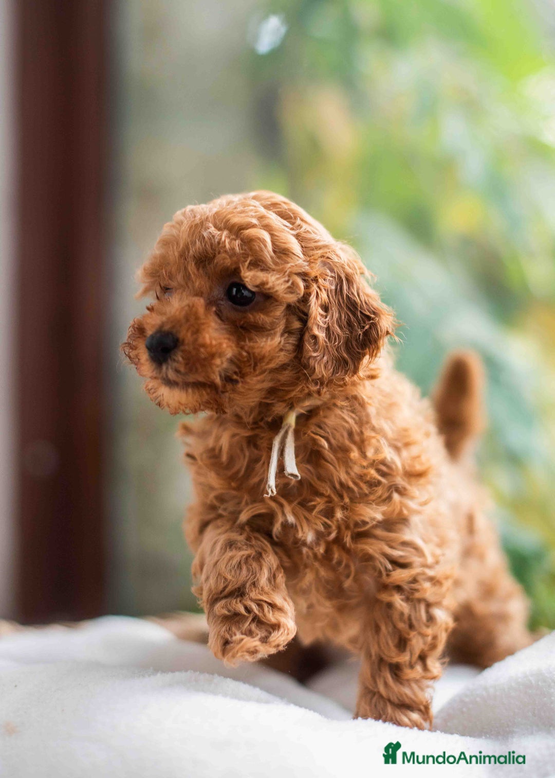 Caniche Toy perros en venta: Caniche toy Hembra - Anuncio 6