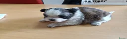 Shih Tzu perros en venta: Shih Tzu - Anuncio 3