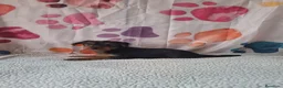 Yorkshire Terrier perros en venta: Yorkshire terrier  - Anuncio 4