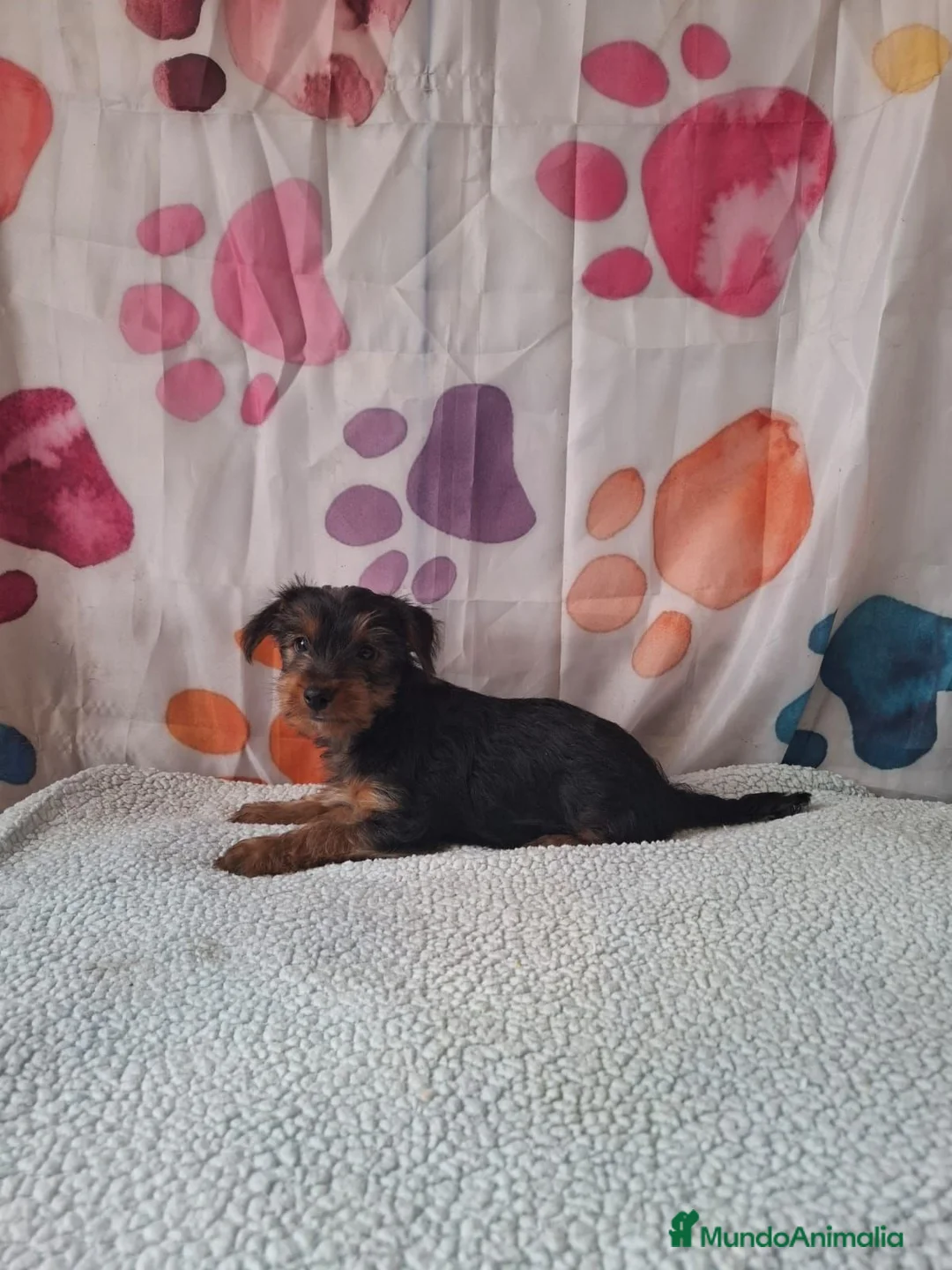Yorkshire Terrier perros en venta: Yorkshire terrier  - Anuncio 4