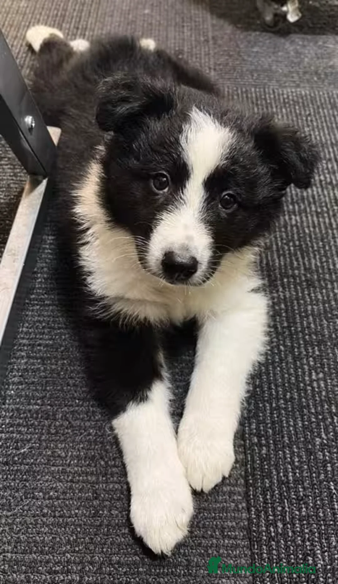 Border Collie perros en venta: BORDER COLLIE CLASICA  - Anuncio 1