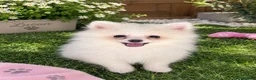 Pomerania perros en venta: OPORTUNIDAD!! PRECIOSO POMERANIA RUSO - Anuncio 1