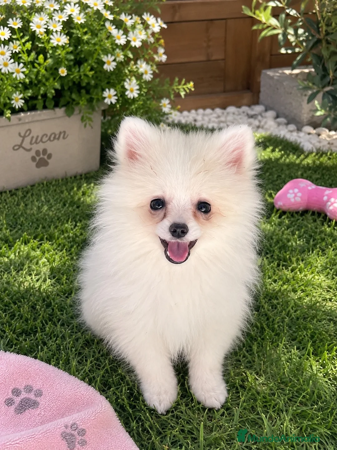 Pomerania perros en venta: OPORTUNIDAD!! PRECIOSO POMERANIA RUSO - Anuncio 1