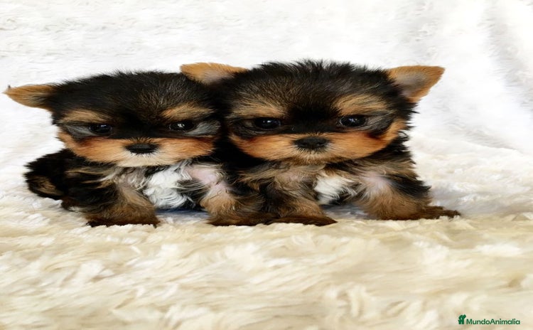 Yorkshire Terrier perros - Propaganda 3